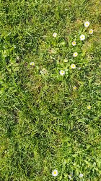 Κάθετη Θέα Του Zooming Πράσινο Γρασίδι Και Μαργαρίτα Λουλούδια Ένα — Αρχείο Βίντεο