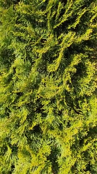 Vertical Close Evergreen Bush Sunshine Cypress Plant — Stock Video