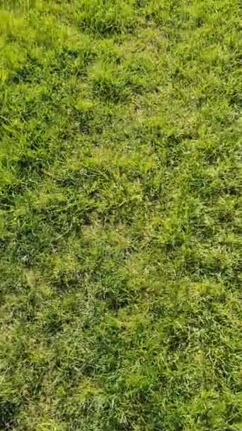 Вертикальный Вид Зелёную Траву Осыпающиеся Цветы Лужайке Солнечный Летний День — стоковое видео