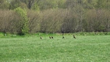 Birkaç geyik yeşil bir çayırda otluyor. Havada güçlü bir ısı parıltısı var..
