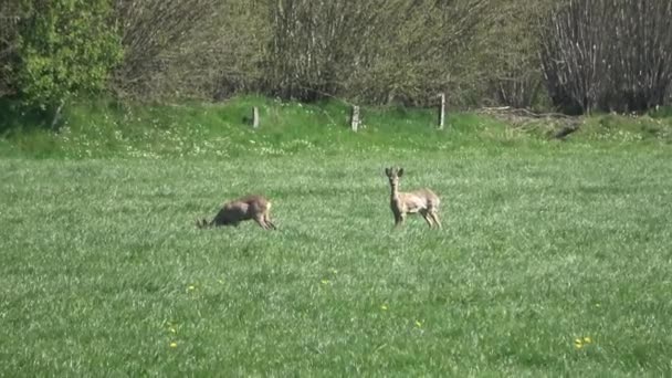 几头鹿在绿色的草地上吃草 空气中闪烁着强烈的热气 — 图库视频影像