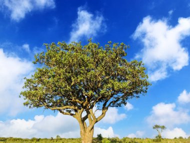 A beautiful sausage tree Kigelia africana in the savannah of Kenya in Africa