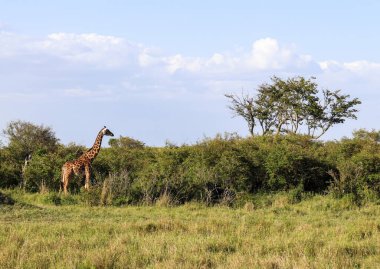 Beautiful giraffe in the wild nature of Africa