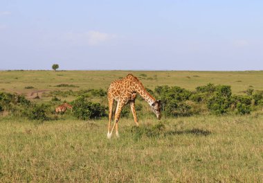 Beautiful giraffe in the wild nature of Africa