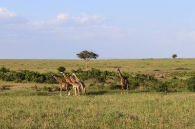 Beautiful giraffe in the wild nature of Africa