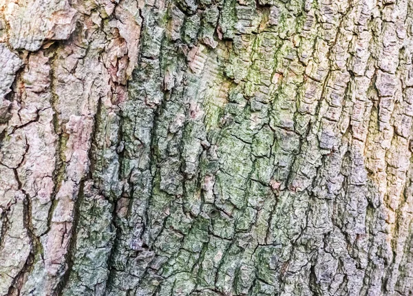 Zavřít Pohled Velmi Podrobnou Texturu Kůry Stromu Vysokém Rozlišení — Stock fotografie