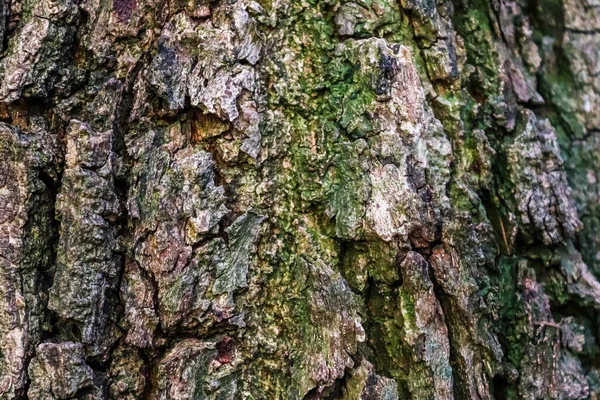 Närbild Visa Mycket Detaljerad Träd Bark Struktur Hög Upplösning — Stockfoto