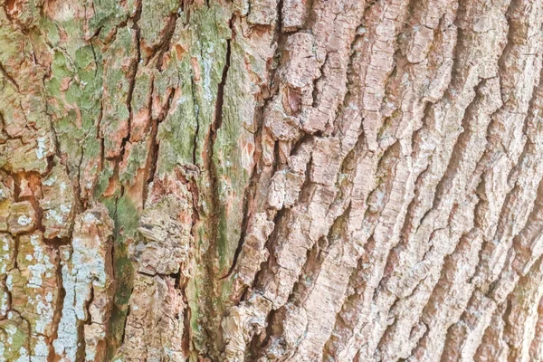 Κλείσιμο Προβολής Πολύ Λεπτομερή Υφή Φλοιού Δέντρου Υψηλή Ανάλυση — Φωτογραφία Αρχείου