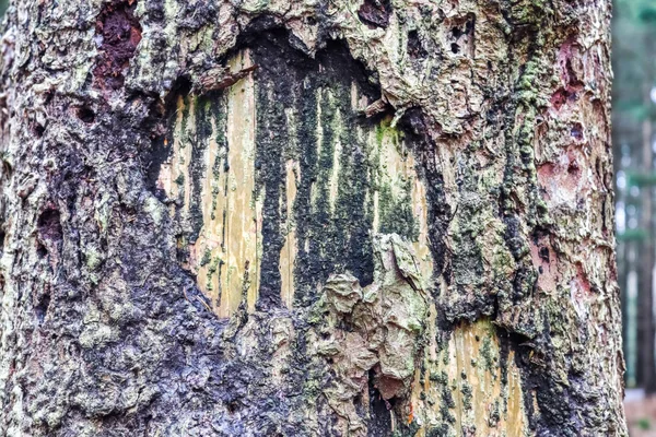 Zavřít Pohled Velmi Podrobnou Texturu Kůry Stromu Vysokém Rozlišení — Stock fotografie