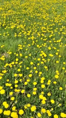 Baharda yeşil bir çayırdaki karahindiba çiçeklerinin yakın görüntüsü. Çiçek tarlası.