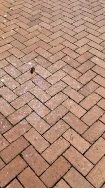 Parke taşlı yollarda yürümenin dikey görünümü.