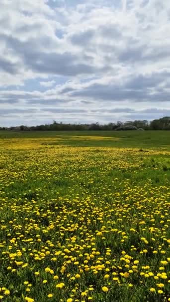 Widok Bliska Kwiaty Mniszka Lekarskiego Zielonej Łące Wiosną Pole Kwiatowe — Wideo stockowe