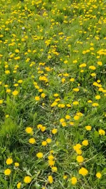 Widok Bliska Kwiaty Mniszka Lekarskiego Zielonej Łące Wiosną Pole Kwiatowe — Wideo stockowe
