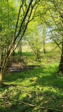 Yeşil bir ormanda temiz bir su akıntısı.