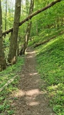 Küçük yeşil bir ormanda yürümenin dikey görüntüsü.