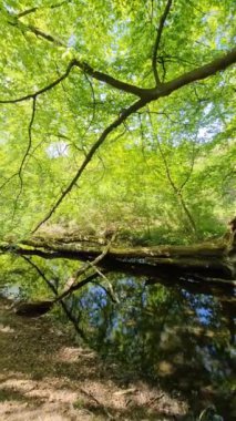 Yeşil bir ormanda temiz bir su akıntısı.