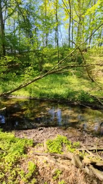 Невеликий Потік Чистої Води Зеленому Лісі — стокове відео