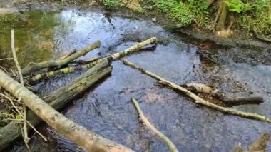 Yeşil bir ormanda temiz bir su akıntısı.