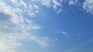 Bazı martılar mavi güneşli bir gökyüzünde küçük bulutlarla uçuyor..