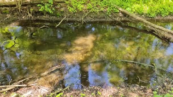 Petit Ruisseau Eau Claire Dans Une Forêt Verte — Video