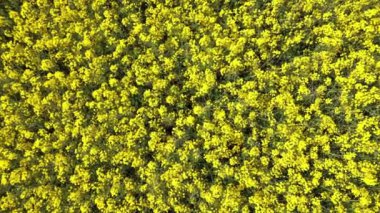 Yağ tohumu tarlasının insansız hava aracı görüntüsü..