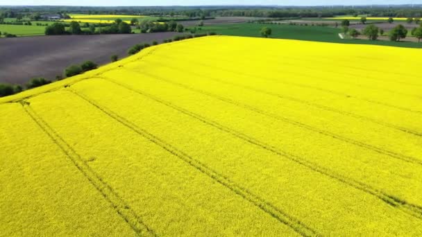 Dron Záběr Olejnatého Pole Květu Spoustou Žluté Barvy — Stock video