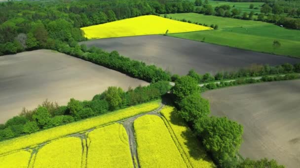 Dron Záběr Olejnatého Pole Květu Spoustou Žluté Barvy — Stock video