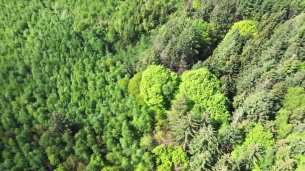 Drone Vista Una Foresta Verde Mista Nel Nord Europa — Video Stock