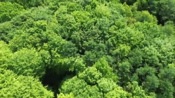 Краєвид Зелений Змішаний Ліс Північній Європі — стокове відео