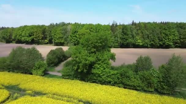 Pohled Zelený Smíšený Les Severní Evropě — Stock video