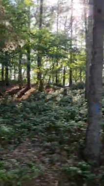 Ağaçlar geçerken, bir ormanın içinde, bir arabanın yan görüntüsü..