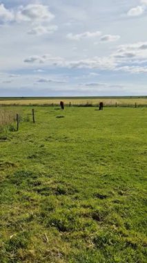 Kahverengi inekler güneşli bir gökyüzünde yeşil çayırlarda otluyor..