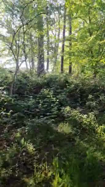 Seitenansicht Aus Einem Fahrenden Auto Einem Wald Mit Vorbeiziehenden Bäumen — Stockvideo