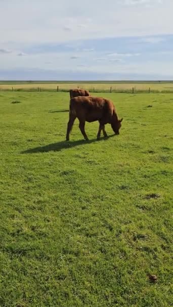 Vacas Castanhas Pastando Prado Verde Contra Céu Ensolarado — Vídeo de Stock