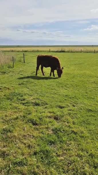黄牛在碧绿的草地上迎着阳光灿烂的天空吃草 — 图库视频影像