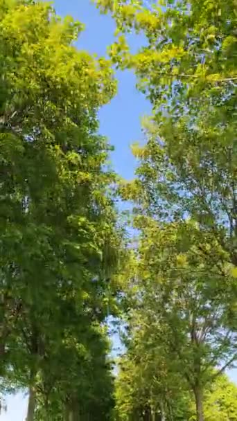Вид Низкого Угла Проезжающие Мимо Деревья — стоковое видео