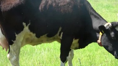 İnekler güneşli bir yaz gününde yeşil çayırlarda otluyor..