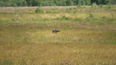 Bazı turna kuşları tarlada uçuyor ve etrafta koşuşturuyor..