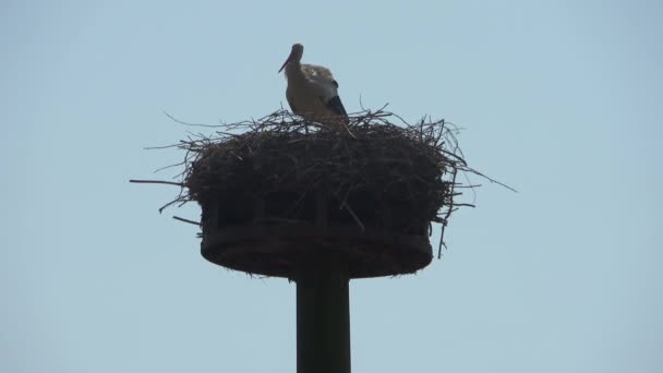 Witte Ooievaar Ciconia Ciconia Staand Het Nest — Stockvideo