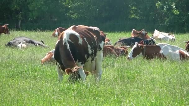 Krowy Pasące Się Zielonej Łące Słoneczny Letni Dzień — Wideo stockowe