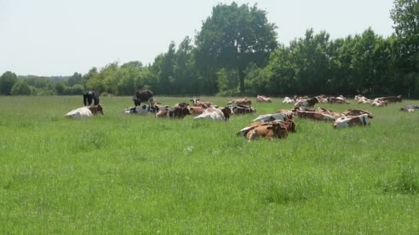 Cows Grazing Green Meadow Sunny Summer Day — Stock Video