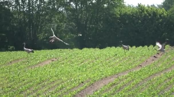 Algunos Pájaros Grúa Campo Agrícola Volando Corriendo Alrededor — Vídeos de Stock