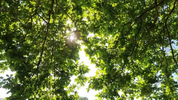 Rays Sunlight Fall Green Trees Beautiful Light — Video