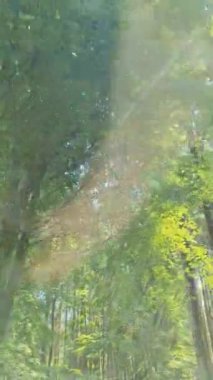 Ağaçların arasından geçen bir arabanın alçak açılı görüntüsü..