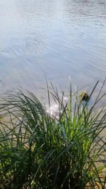 Yansıtıcı su yüzeyi olan güzel bir göl manzarası.