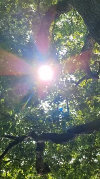 Rays Sunlight Fall Green Trees Beautiful Light — Stockvideo