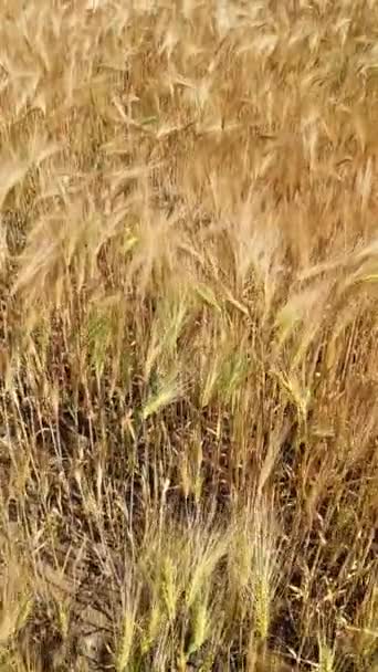 북부의 날씨가 밀밭을 — 비디오