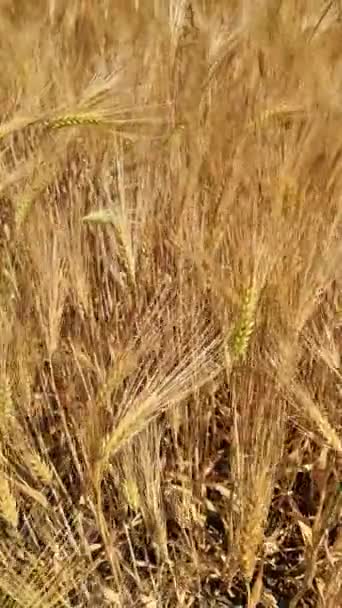Вид Пшеничное Поле Хорошую Погоду Севере Германии — стоковое видео