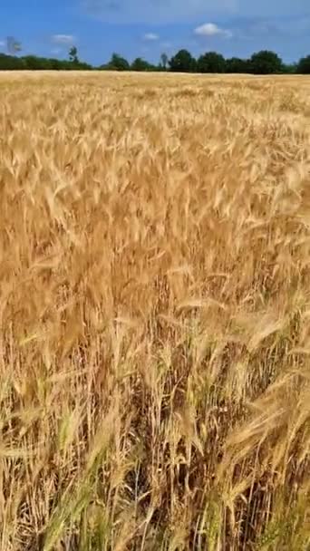 북부의 날씨가 밀밭을 — 비디오