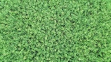 Kuzey Almanya 'da tekerlek izleri ve çim olan tarlaları yukarıdan izleyin..